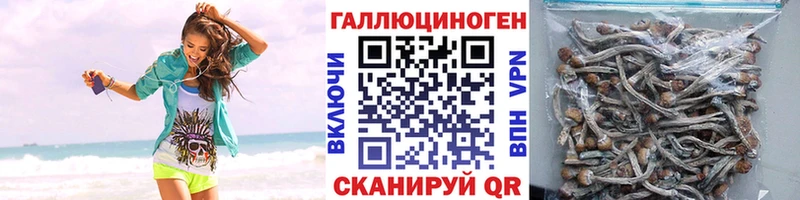дарнет шоп  Буй  Галлюциногенные грибы Cubensis 